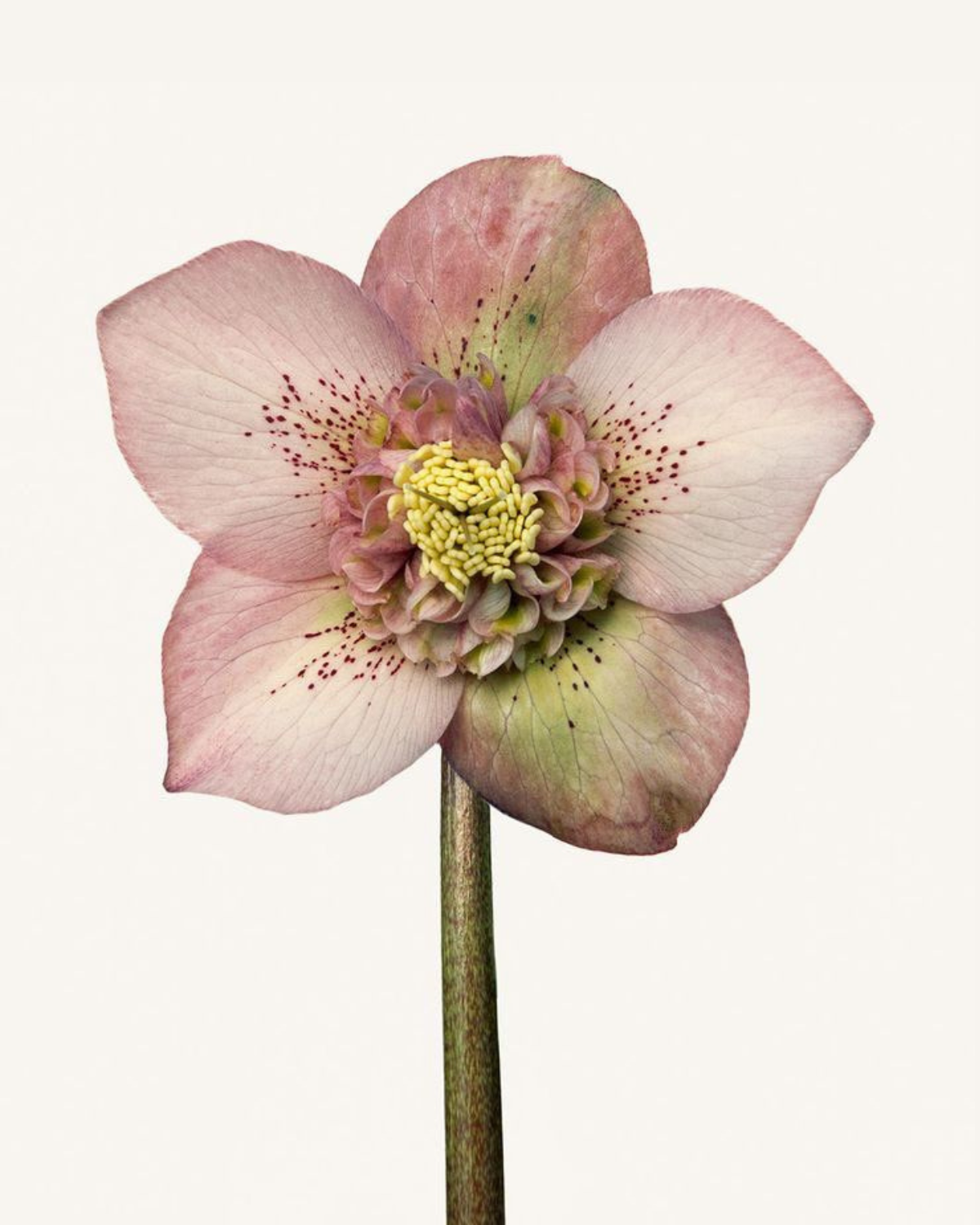 Diseño sin título-34